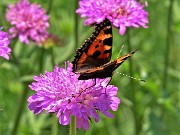 56 Farfalla Nymphalis polychloros su Knautia longifolia (Ambretta alpina)